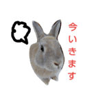 うさぎの耳ちゃん（個別スタンプ：5）