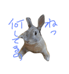 うさぎの耳ちゃん（個別スタンプ：6）