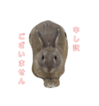 うさぎの耳ちゃん（個別スタンプ：8）