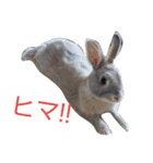 うさぎの耳ちゃん（個別スタンプ：11）