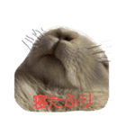 うさぎの耳ちゃん（個別スタンプ：15）