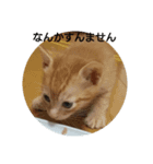 にゃこさんちの猫（個別スタンプ：1）