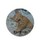 にゃこさんちの猫（個別スタンプ：2）