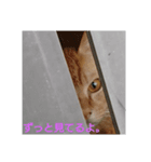 にゃこさんちの猫（個別スタンプ：4）