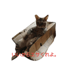 にゃこさんちの猫（個別スタンプ：7）