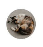 にゃこさんちの猫（個別スタンプ：8）