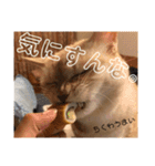 まるくぅスタンプ第2弾（個別スタンプ：17）