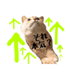 まるくぅスタンプ第2弾（個別スタンプ：22）