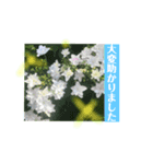 丁寧な花達（個別スタンプ：1）