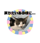 おこいも（個別スタンプ：5）