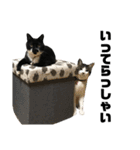 おこいも（個別スタンプ：14）