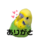 ぴーこさん（個別スタンプ：2）