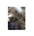 あ太郎くんと小太郎の日常（個別スタンプ：7）