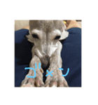 イタリアングレーハウンドのシェリーちゃん（個別スタンプ：6）