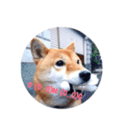 チャンピーの日常（個別スタンプ：4）
