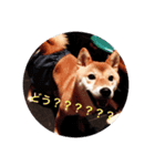 チャンピーの日常（個別スタンプ：7）