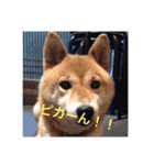 チャンピーの日常（個別スタンプ：8）