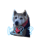 さくら ん（個別スタンプ：4）