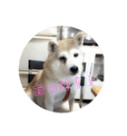 さくら ん（個別スタンプ：7）