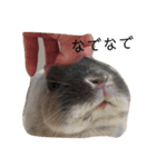 うさぎのトリュフ（個別スタンプ：2）