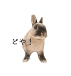 うさぎのトリュフ（個別スタンプ：3）