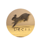 うさぎのトリュフ（個別スタンプ：7）