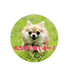 ぱったんとべすけ（個別スタンプ：3）