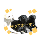 黒ラブ ラブラドールレトリバー（個別スタンプ：10）