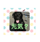 黒ラブ ラブラドールレトリバー（個別スタンプ：13）