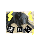 黒ラブ ラブラドールレトリバー（個別スタンプ：14）