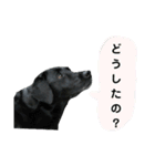 黒ラブ ラブラドールレトリバー（個別スタンプ：17）
