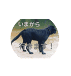 黒ラブ ラブラドールレトリバー（個別スタンプ：23）