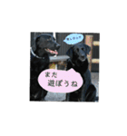 黒ラブ ラブラドールレトリバー（個別スタンプ：32）