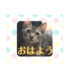 にゃんず＆りも（個別スタンプ：3）