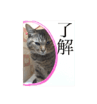 にゃんず＆りも（個別スタンプ：7）