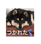 まめ+アル+クリ（個別スタンプ：1）