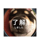 まめ+アル+クリ（個別スタンプ：2）