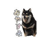 まめ+アル+クリ（個別スタンプ：6）