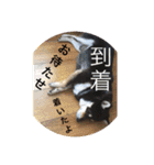 まめ+アル+クリ（個別スタンプ：11）