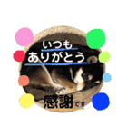 まめ+アル+クリ（個別スタンプ：12）