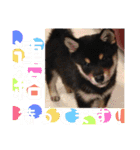 まめ+アル+クリ（個別スタンプ：16）