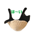 みぃと愉快な仲間たち（個別スタンプ：5）