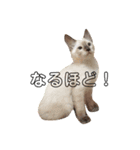 みぃと愉快な仲間たち（個別スタンプ：7）