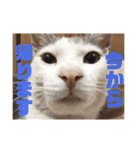 みぃと愉快な仲間たち（個別スタンプ：11）