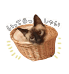 みぃと愉快な仲間たち（個別スタンプ：16）