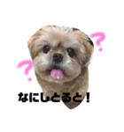我が家の愛しのちゃんぴー（個別スタンプ：2）