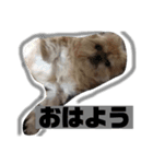 我が家の愛しのちゃんぴー（個別スタンプ：3）