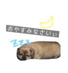 我が家の愛しのちゃんぴー（個別スタンプ：4）