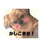 我が家の愛しのちゃんぴー（個別スタンプ：6）