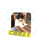 猫の癒しスタンプ（個別スタンプ：1）